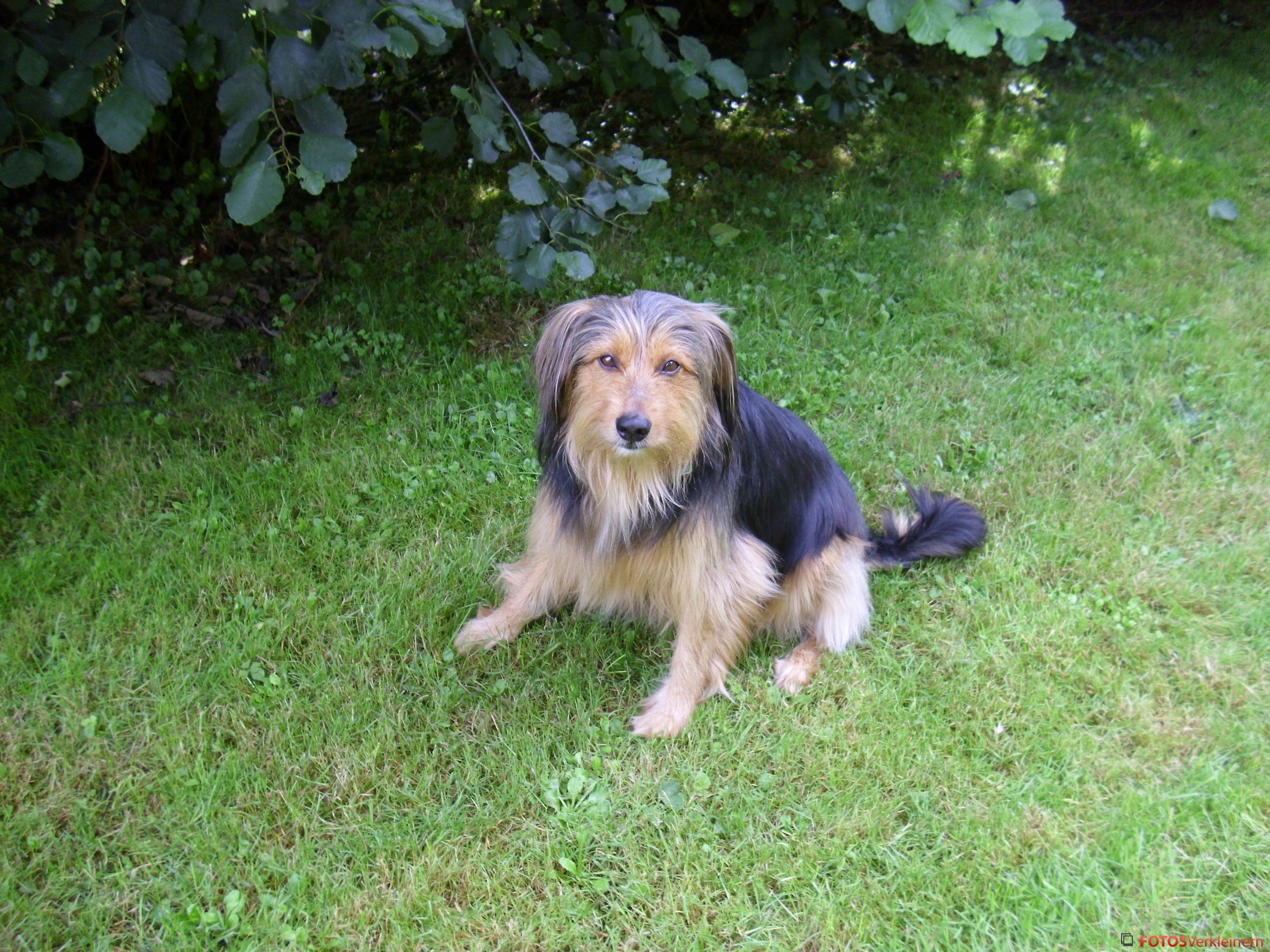 Tom (Border Collie, Terrier) Border Collie Terrier 